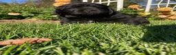 Newfoundland dogs for sale: Olivia - Ad 3