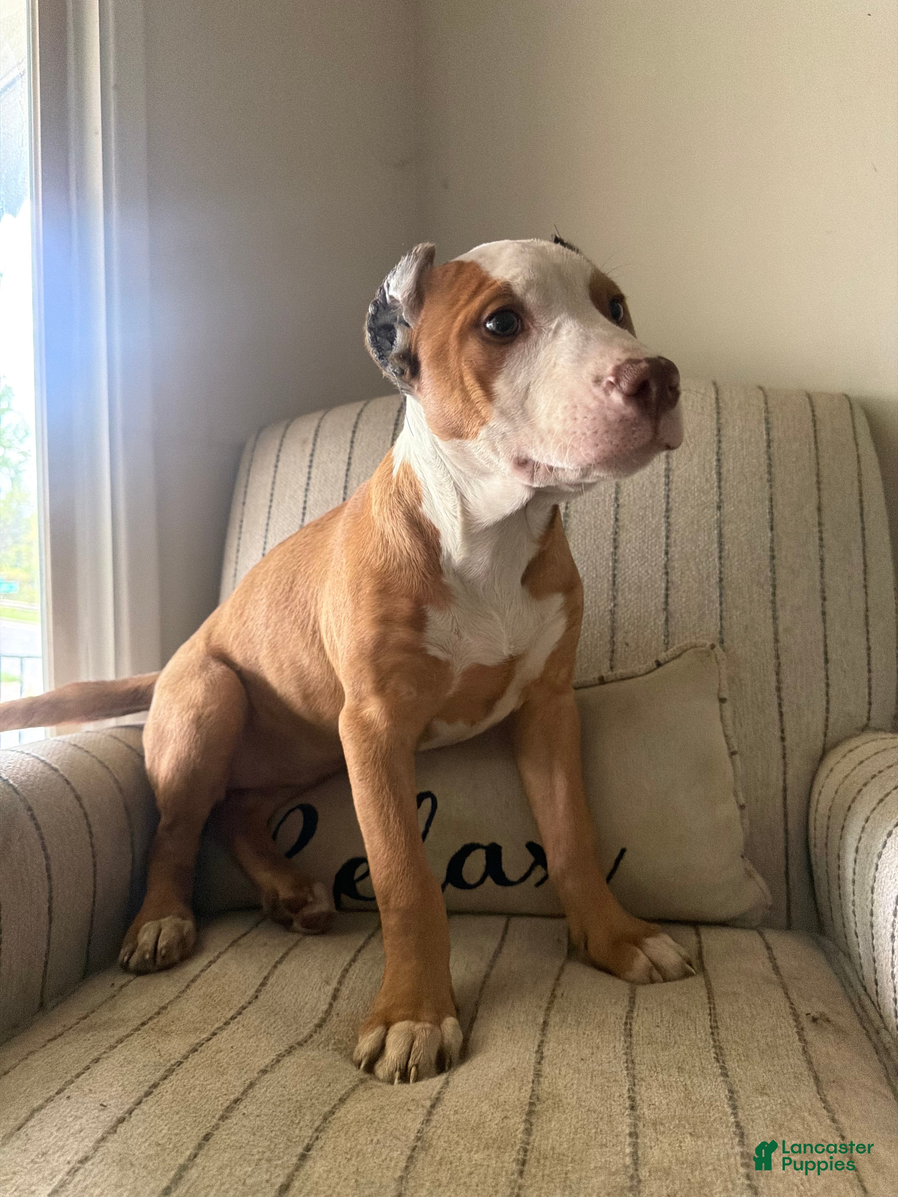 American Bully dogs Harley - Ad 2