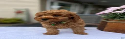 Mini Goldendoodle dogs for sale: Skye - Ad 3