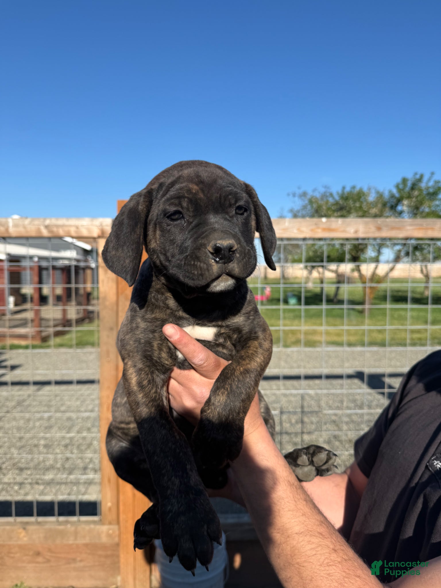 Cane Corso dogs Cane Corso Puppy 3 - Ad 7