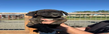 Cane Corso Puppy 3