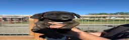 Cane Corso dogs for sale: Cane Corso Puppy 3 - Ad 1