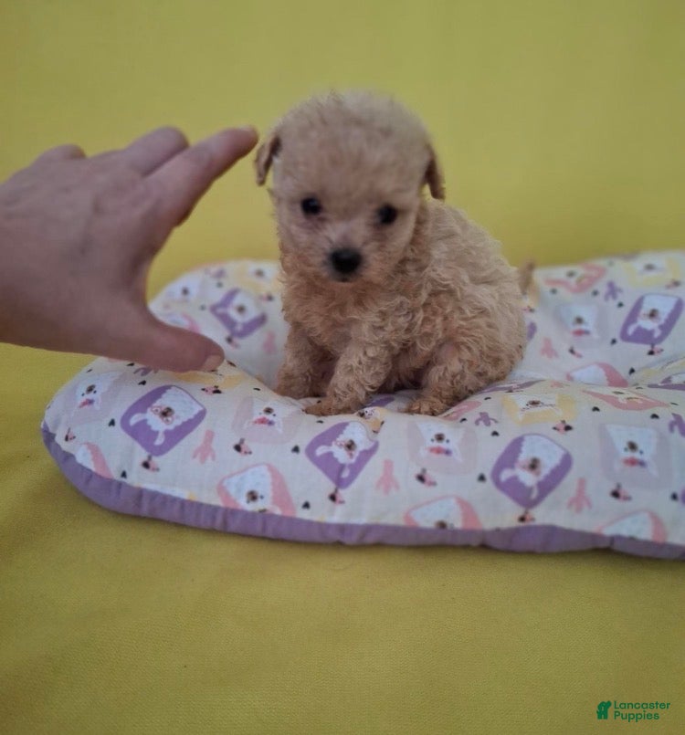 Maltipoo dogs Baby - Ad 1