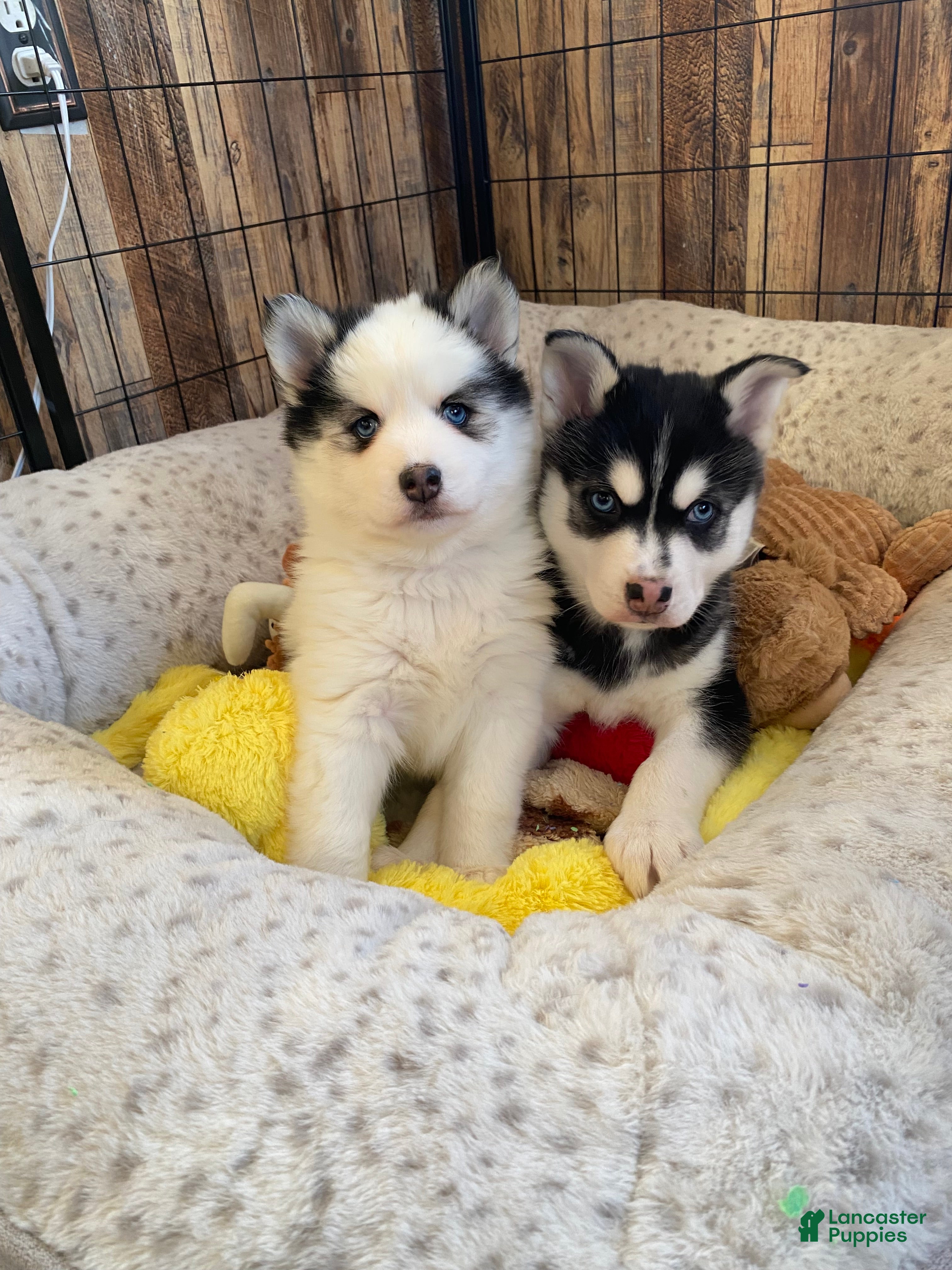 Pomsky dogs Pomsky Puppy 2 - Ad 2