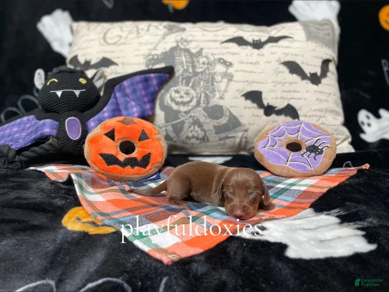 Miniature Dachshund dogs Ravioli's Chocolate & Tan Boy - Ad 30