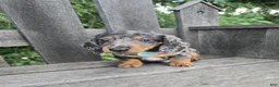 Miniature Dachshund dogs for sale: Buddy - Ad 3