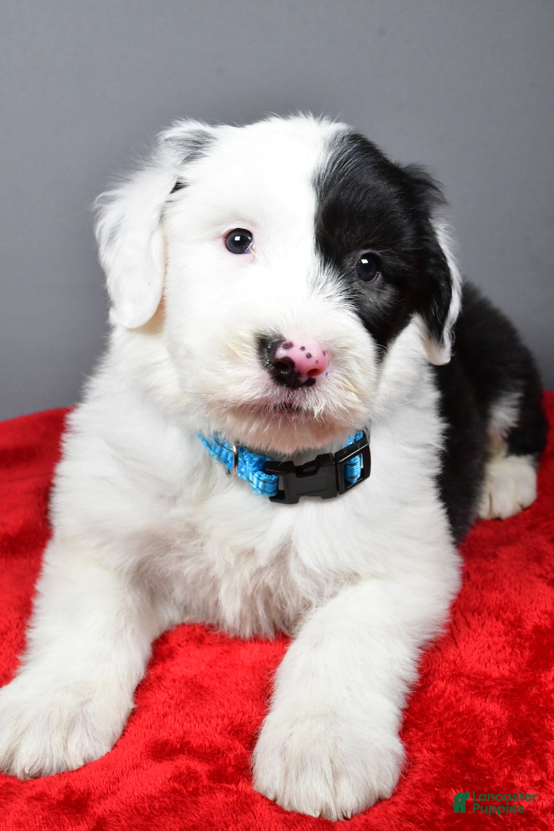 Old English Sheepdog dogs for sale: Lincoln  - Ad 9