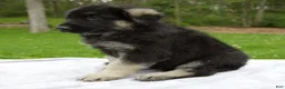 German Shepherd dogs for sale: Frisky - Ad 4