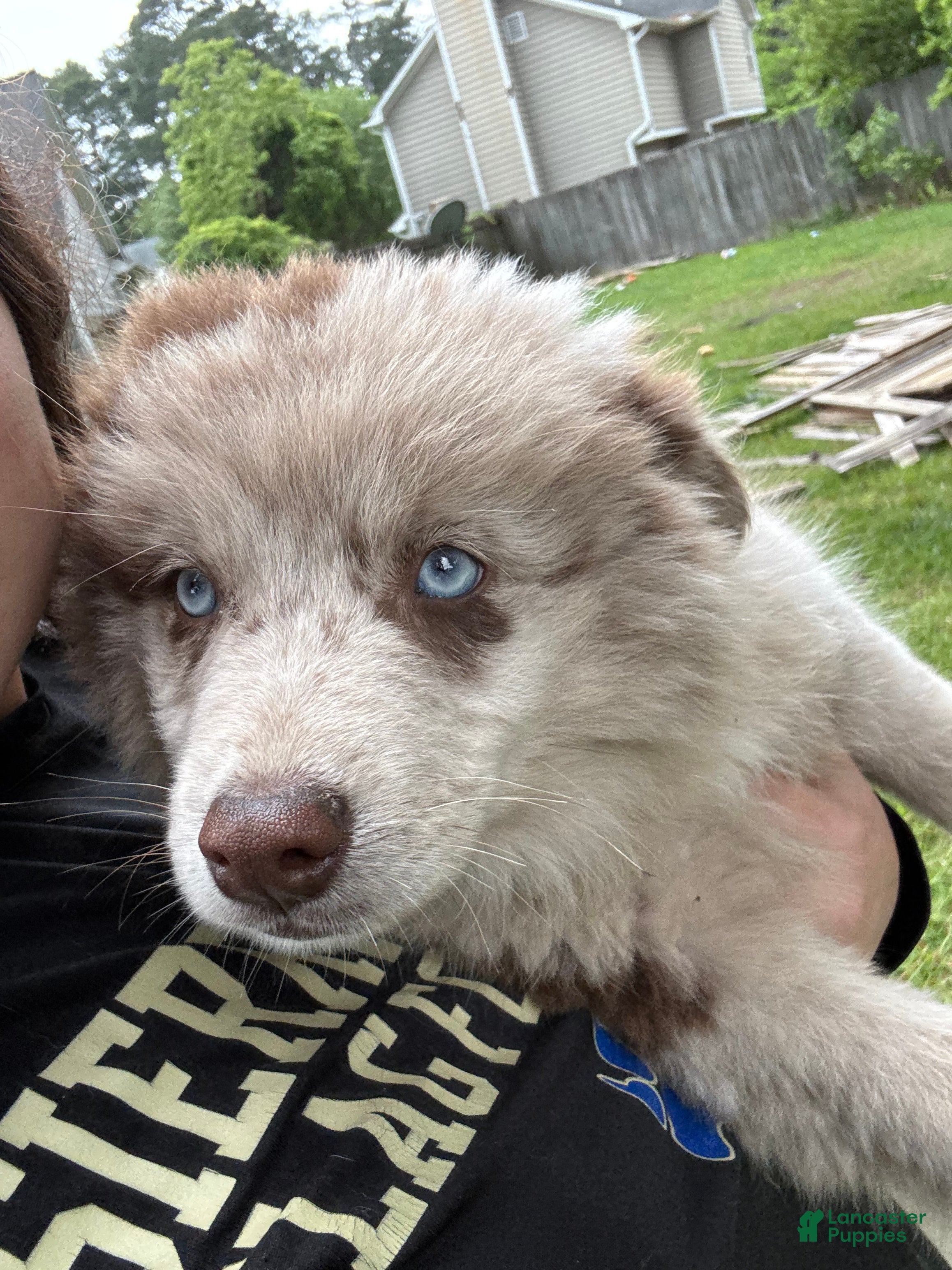 Pomsky dogs Pomsky Puppy 5 - Ad 41