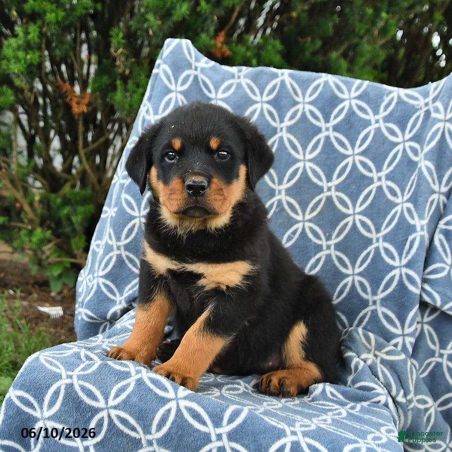 Rottweiler dogs Mocha - Ad 1