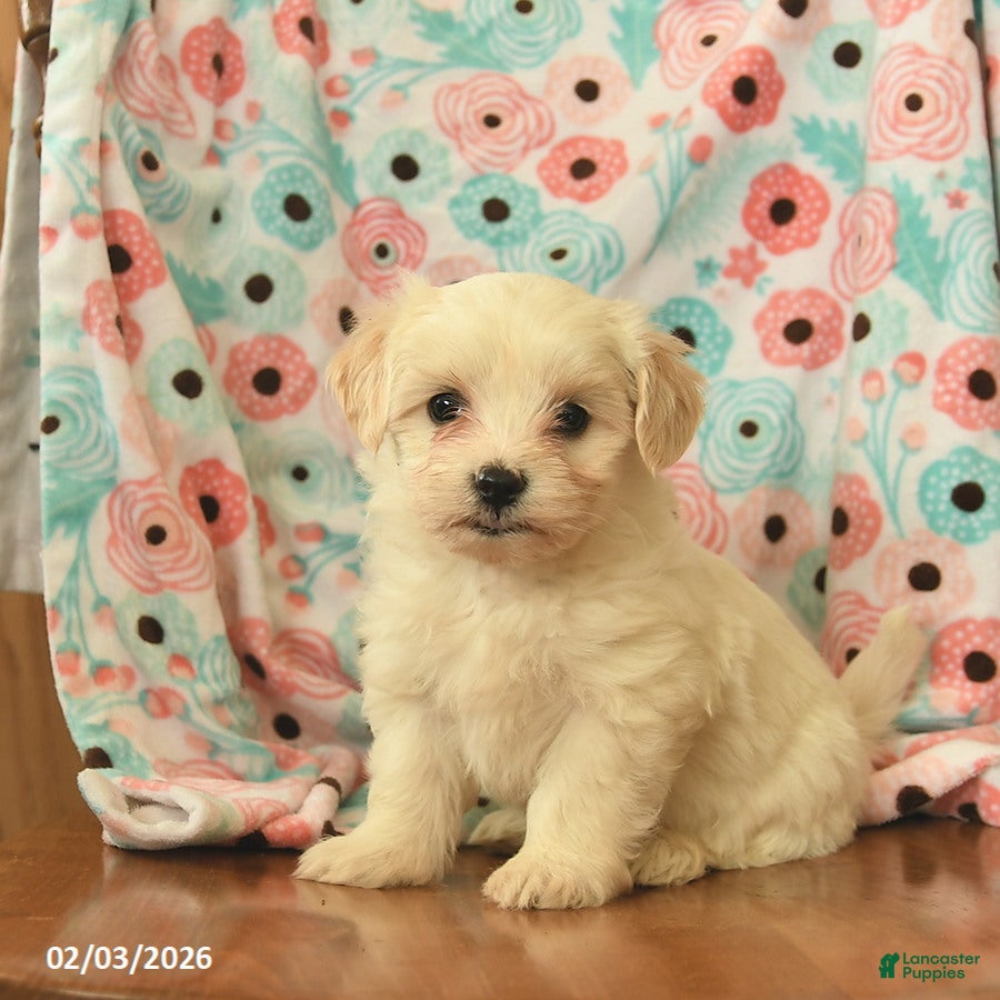 Maltipoo dogs Lindon  - Ad 10