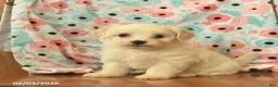 Maltipoo dogs for sale: Lindon  - Ad 1