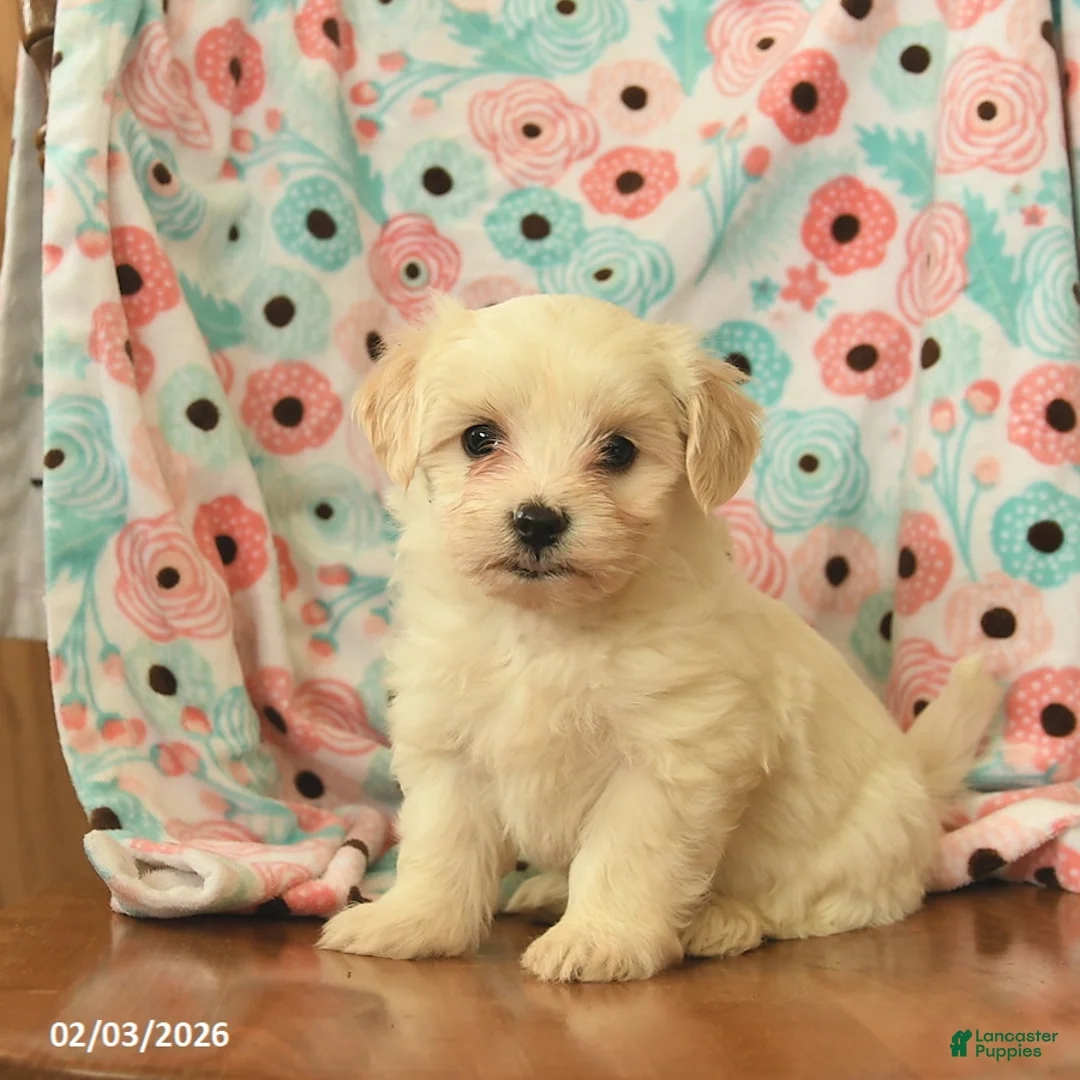 Maltipoo dogs for sale: Lindon  - Ad 1