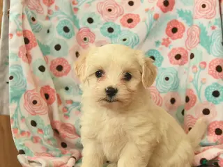 Maltipoo dogs Lindon - Ad 10
