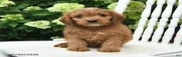 Cavapoo dogs for sale: Dusty - Ad 4