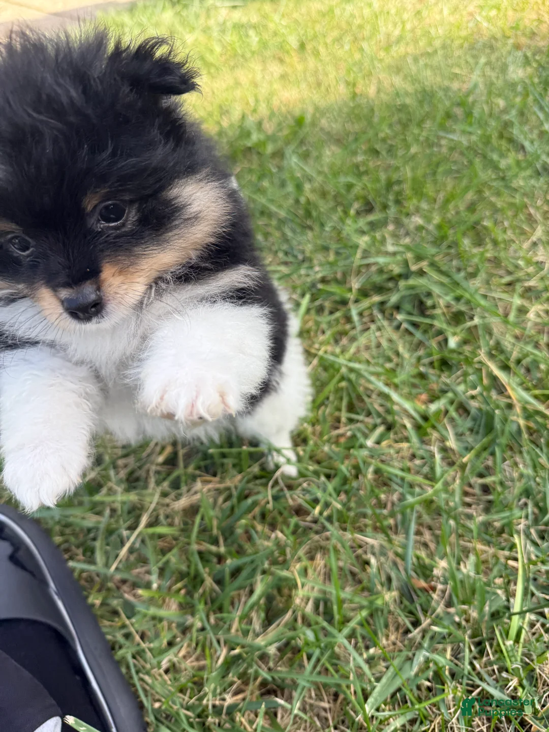 Pomeranian dogs for sale: channel  - Ad 2