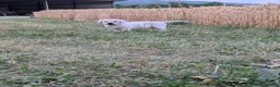 Labrador Retriever dogs for sale: Aster - Ad 3