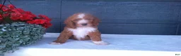 Goldendoodle dogs for sale: Chase - Ad 7
