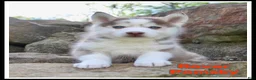 Pomsky dogs for sale: Rover - Ad 1