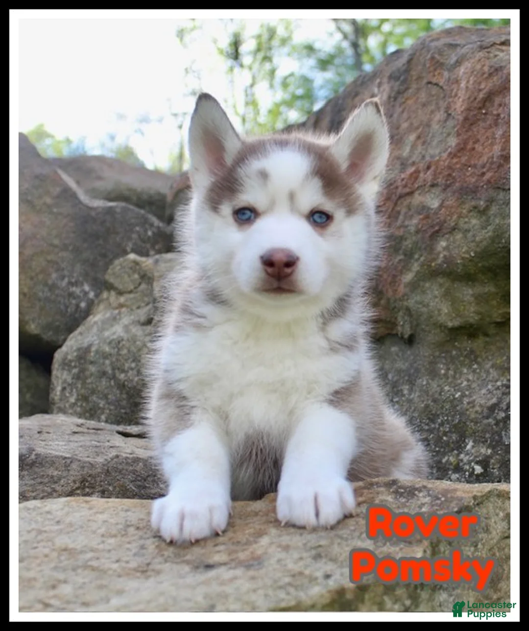 Pomsky dogs for sale: Rover - Ad 1