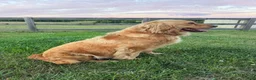 Golden Retriever dogs for sale: Gilbert - Ad 4