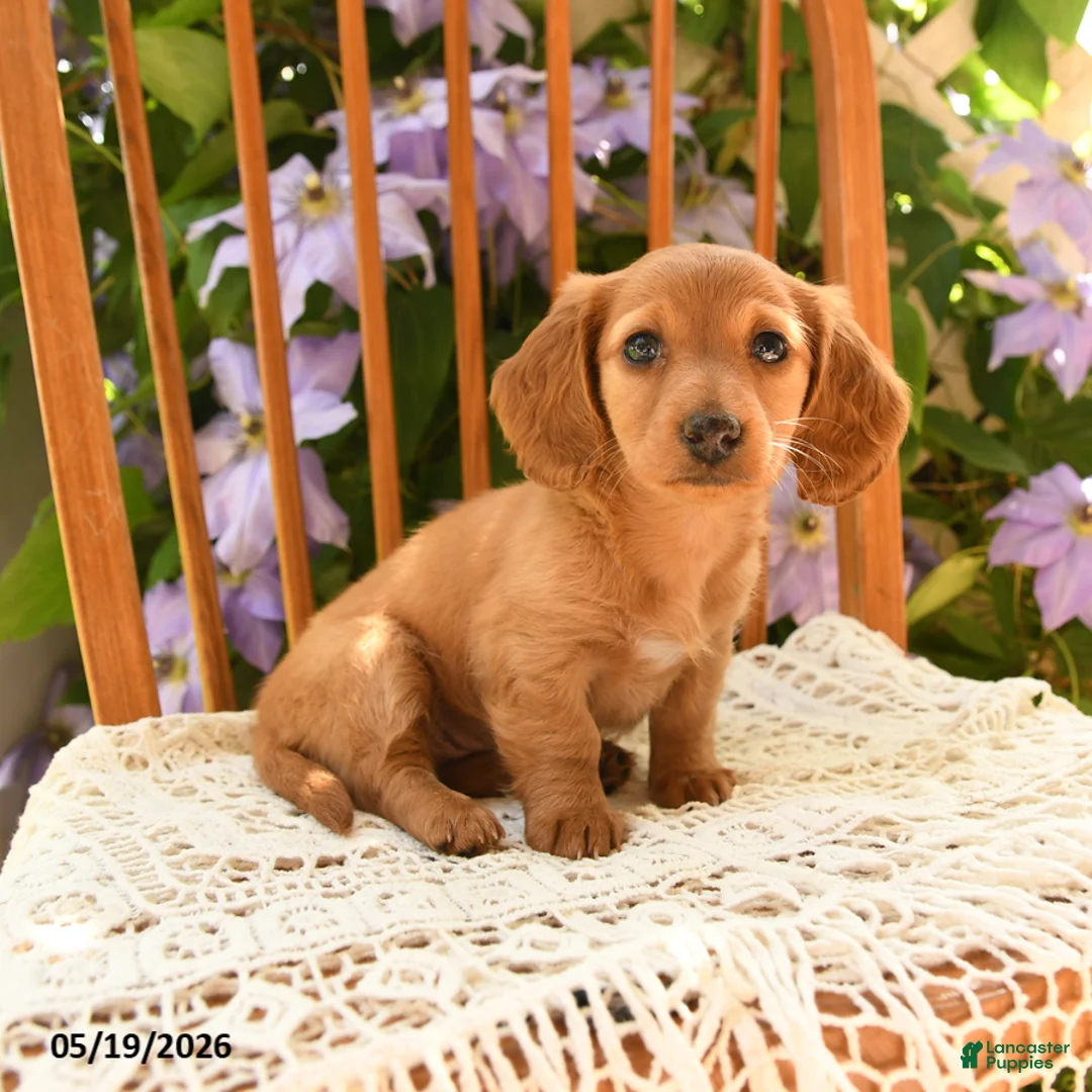Miniature Dachshund dogs for sale: Elsie - Ad 2