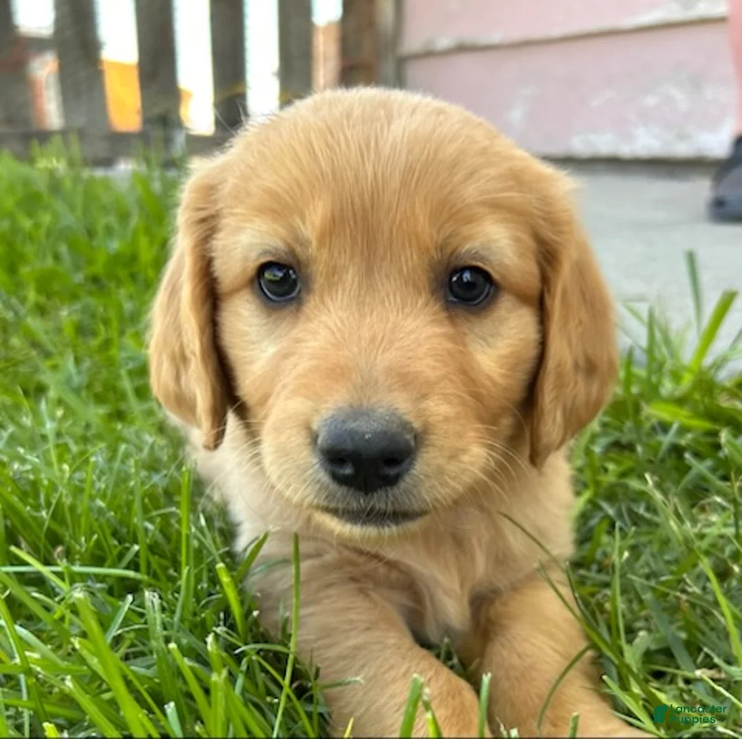 Goldendoodle dogs for sale: Bella - Ad 1