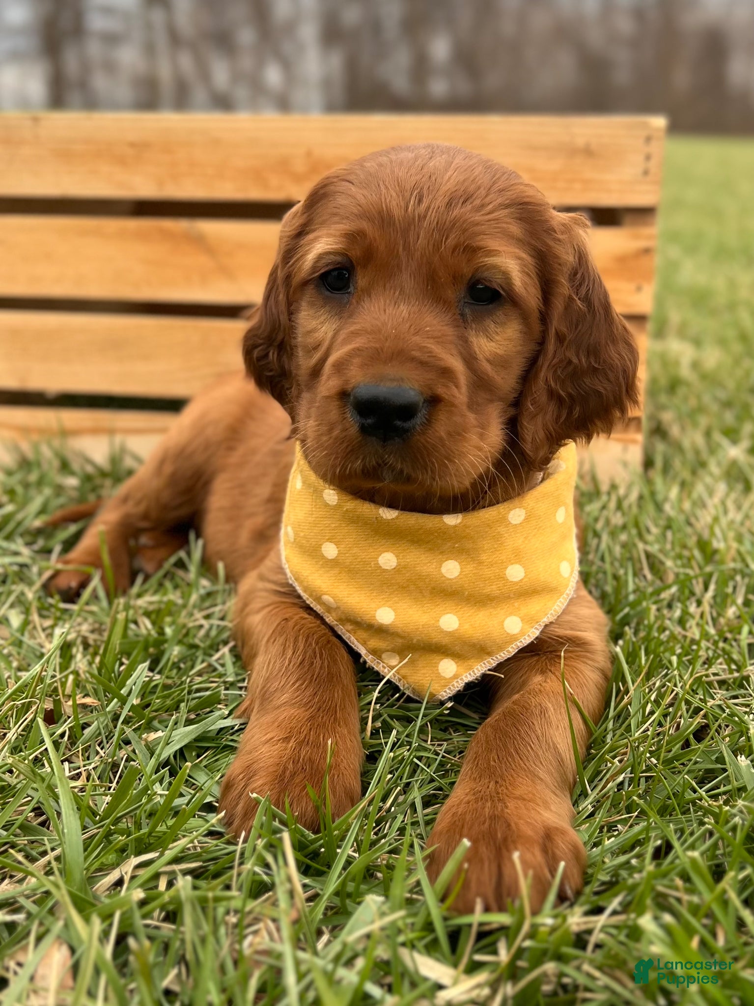 Irish Setter dogs Sadie - Ad 1