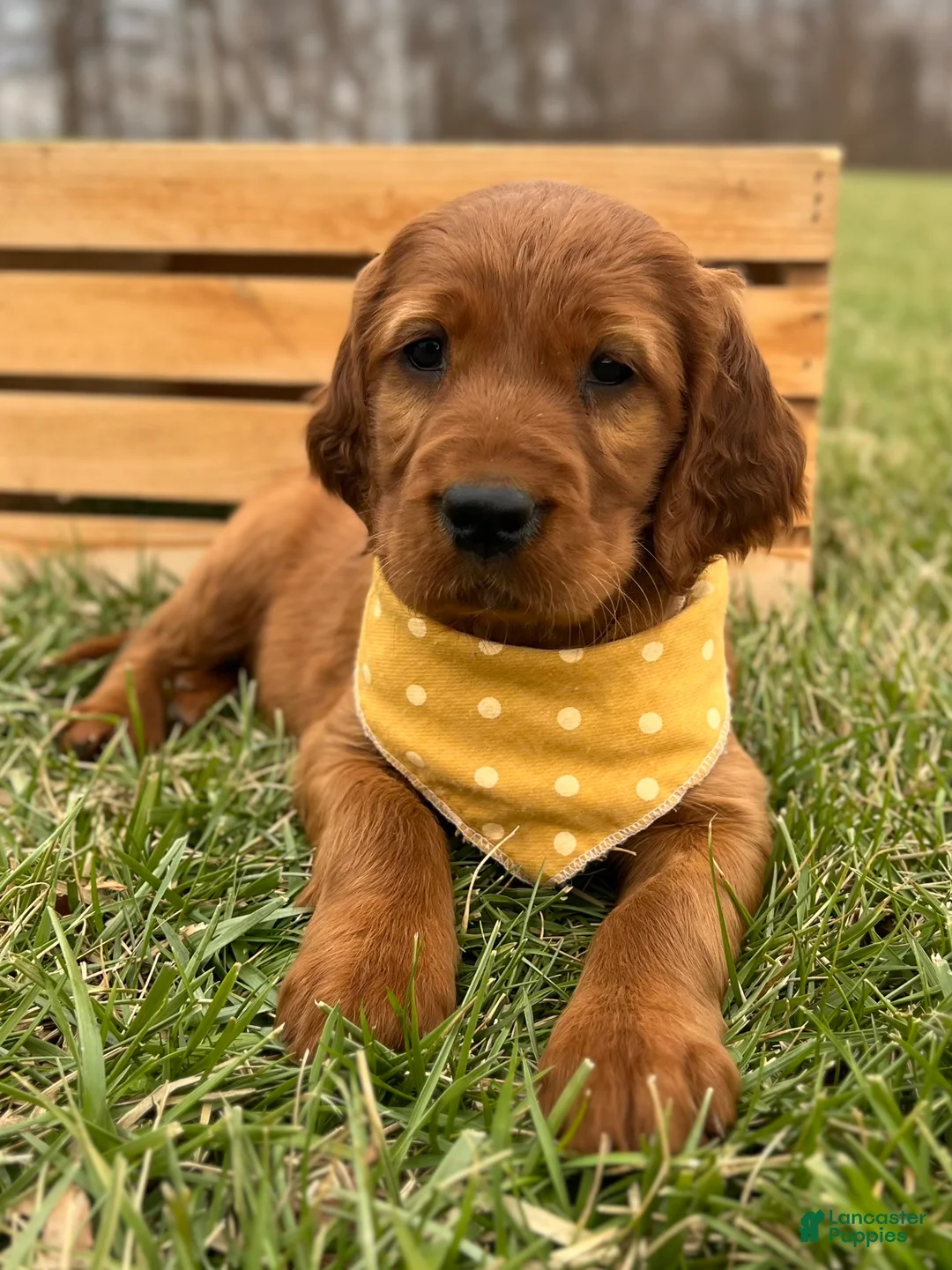 Irish Setter dogs for sale: Sadie - Ad 1