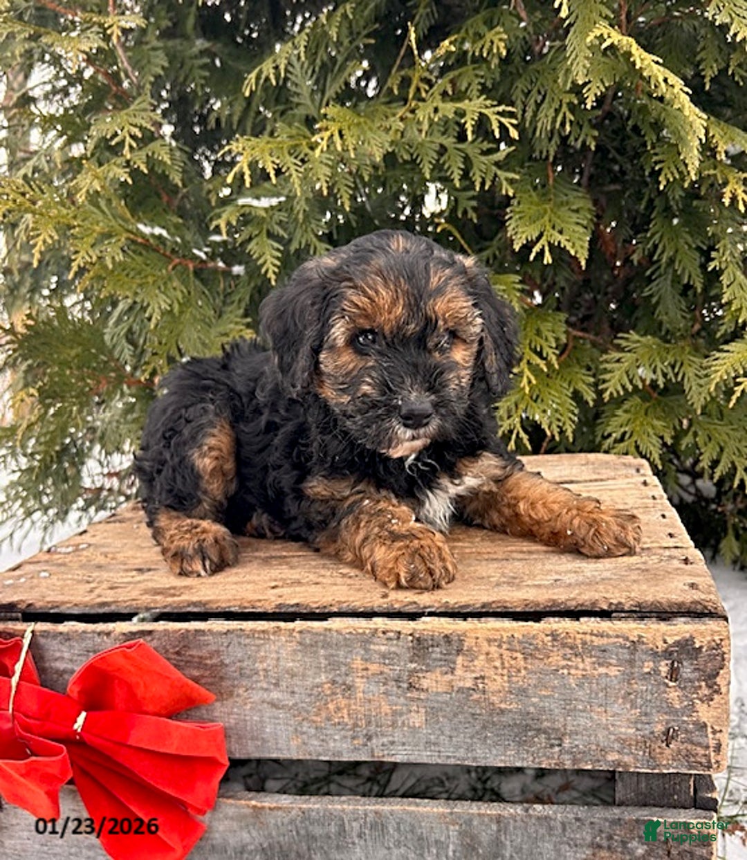 Whoodle dogs for sale: Wren - Ad 2