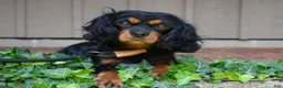 Cavalier King Charles Spaniel dogs for sale: Cavalier King Charles Spaniel 1 - Ad 10