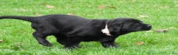 Labrador Retriever dogs for sale: Briella - Ad 11