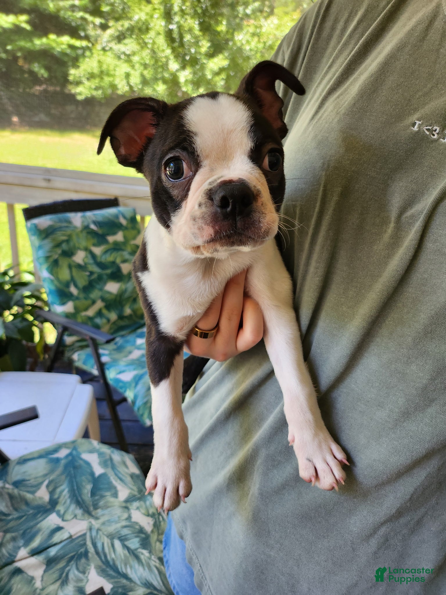 Boston Terrier dogs Cutiepie - Ad 40