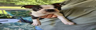 Cutiepie