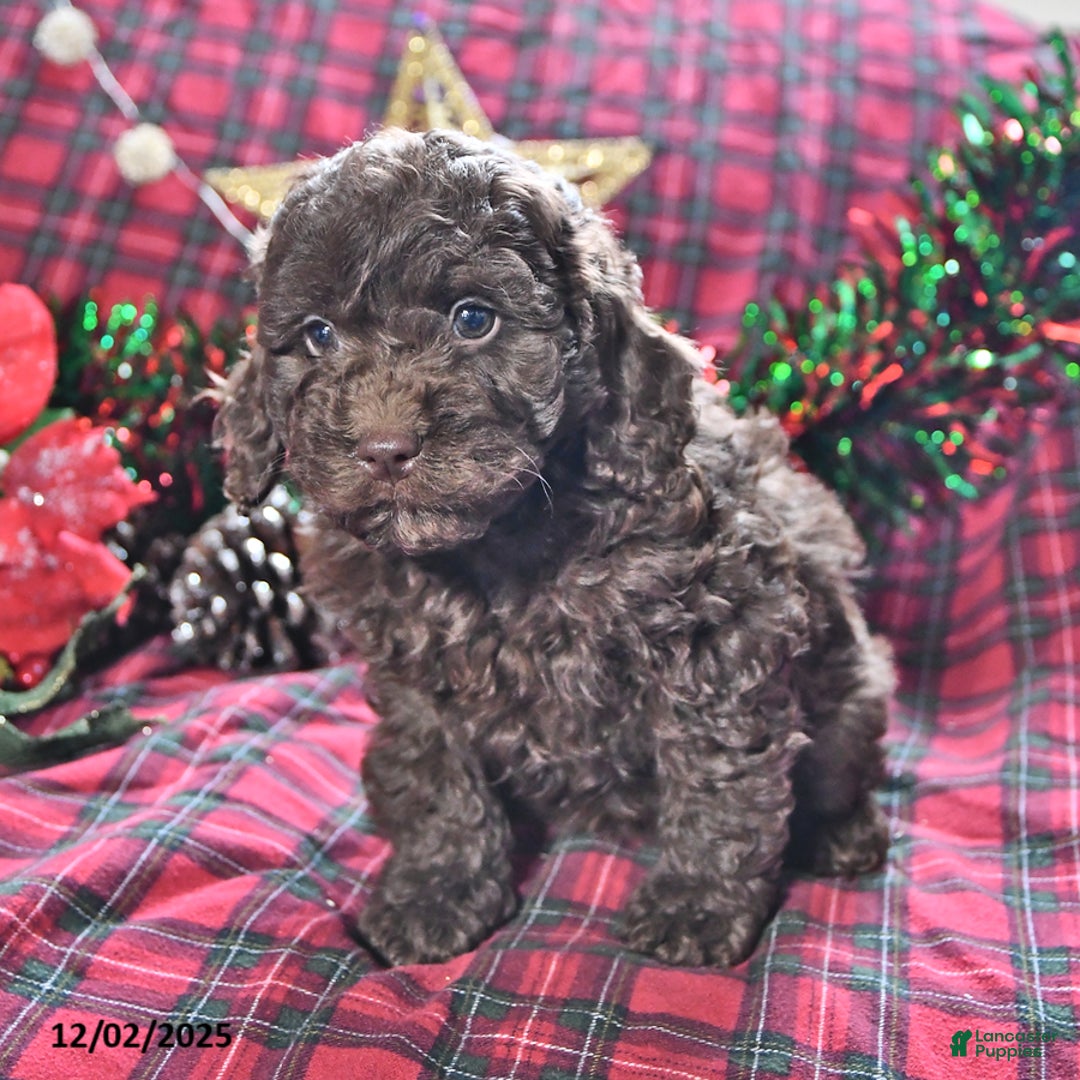 Miniature Poodle dogs for sale: Breanna - Ad 2