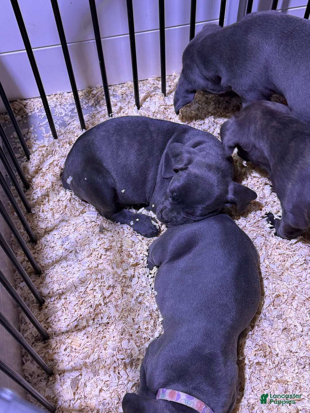 Cane Corso dogs for sale: Cane Corso Puppy 2 - Ad 3