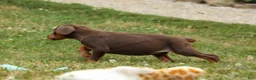 Doberman Pinscher dogs for sale: DOLLY - Ad 5