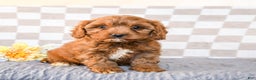 Cavapoo dogs for sale: Rebel - Ad 1