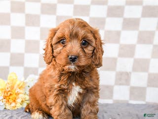 Cavapoo dogs Rebel - Ad 13