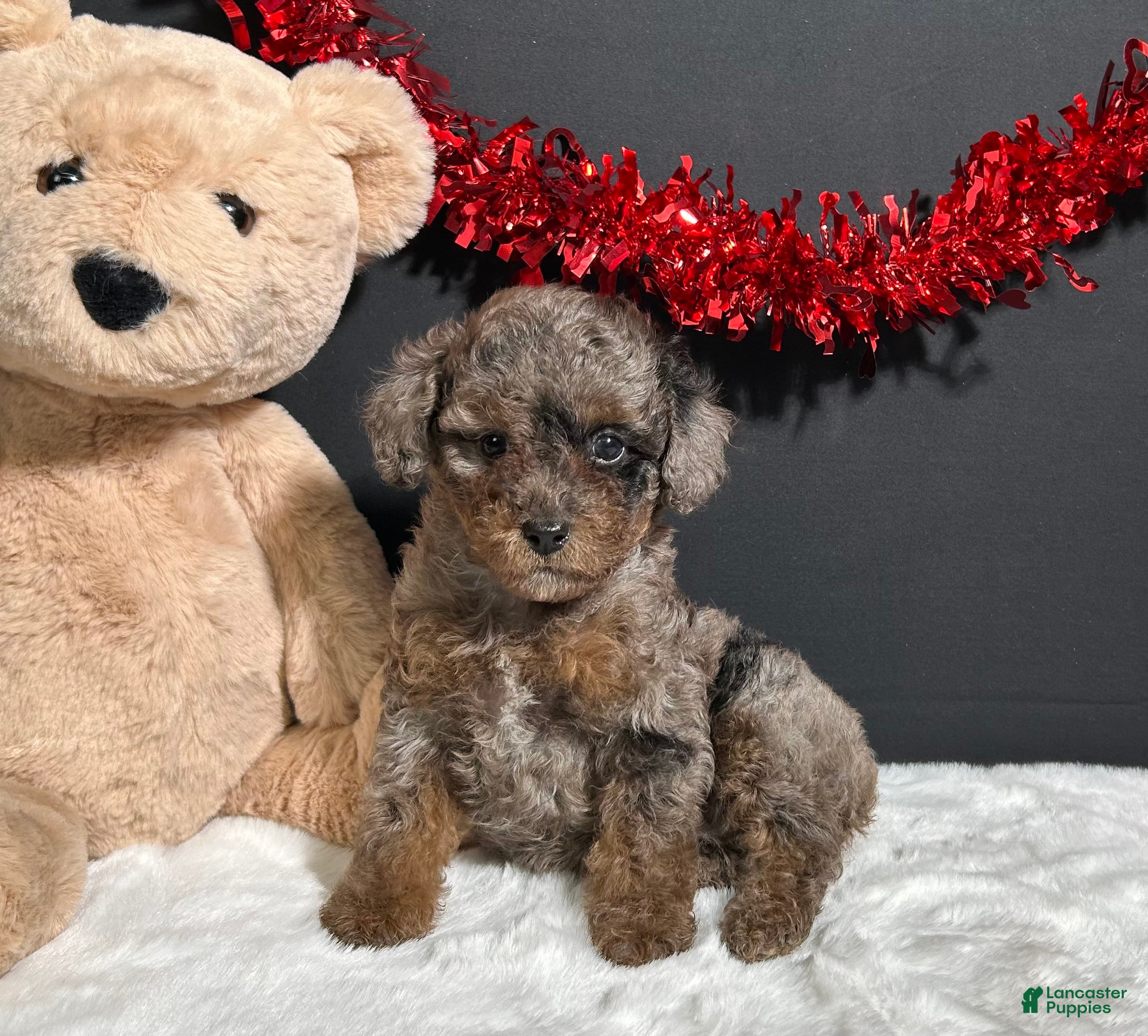 Toy Poodle dogs Sophie - Ad 1