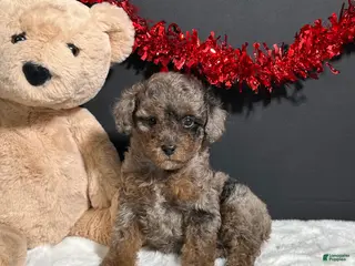 Toy Poodle dogs for sale: Sophie - Ad 3