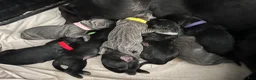 Cane Corso dogs for sale: Arthur (bolt) - Ad 8