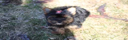 Yorkshire Terrier dogs for sale: Chloe - Ad 4
