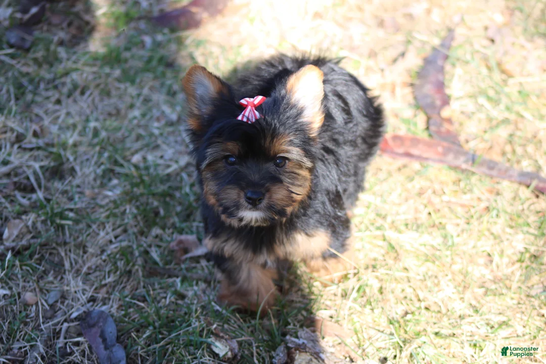 Yorkshire Terrier dogs for sale: Chloe - Ad 4