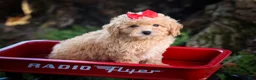 Bichpoo dogs for sale: Nixie🩷  - Ad 5