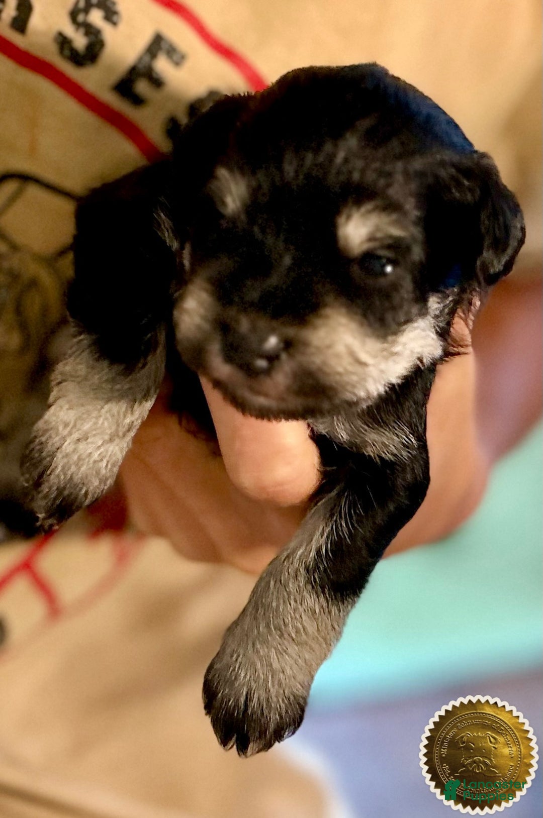 Miniature Schnauzer dogs for sale: ROSIE - Ad 19