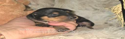 Miniature Pinscher dogs for sale: Gypsy  - Ad 4