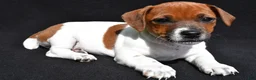 Jack Russell Terrier dogs for sale: Daisy - Ad 1