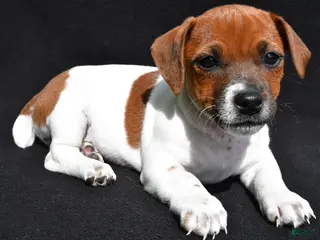 Jack Russell Terrier dogs for sale: Daisy - Ad 4