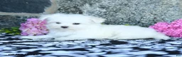 Maltese dogs for sale: Snowball - Ad 5